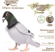 Миниатюра изображения товара Мягкая игрушка Hansa Сreation Голубь сизый / 6299