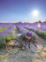 Картина Stamion Лавандовый велосипед (40x60см) - 