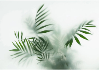 Фотообои листовые Citydecor Цветы и Растения 155 (200x140см) - 
