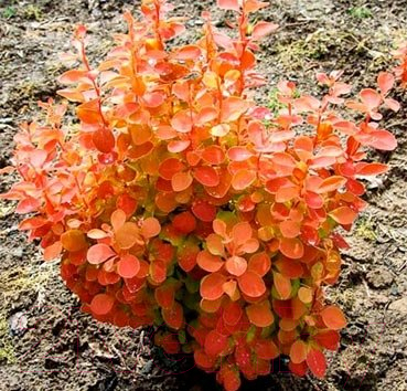 Красный клен Барбарис тунберга Orange Sunrise (20-30см) Саженец ...