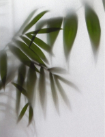 Фотообои листовые Citydecor Цветы и Растения 158 (200x260см) - 