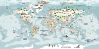 Фотообои листовые Citydecor Детская Карта мира 341 (300x150см) - 