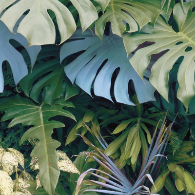 Фотообои листовые Citydecor Цветы и Растения 145 (300x150см)