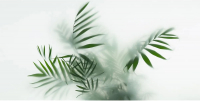 Фотообои листовые Citydecor Цветы и Растения 155 (300x150см) - 