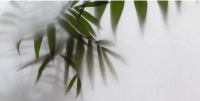 Фотообои листовые Citydecor Цветы и Растения 158 (300x150см) - 