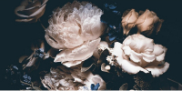 Фотообои листовые Citydecor Цветы и Растения 3 (300x150см) - 