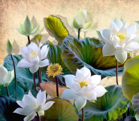 Фотообои листовые Citydecor Цветы и Растения 163 (300x260см) - 