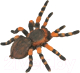 Фигурка коллекционная Collecta Мексиканский тарантул / 88338b  - 