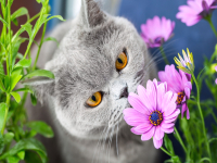 Картина по номерам РЫЖИЙ КОТ Серый кот в цветах / Х-4156  - 