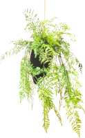 Искусственное растение MONAMI Кокедама TM-79 - 