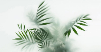 Фотообои листовые Citydecor Цветы и растения 155 (500x260см) - 