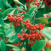 

Саженец кустарника, Кизильник млечный