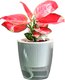 Кашпо BOTANICA Glass настенный (13.5x14см, серый) - 