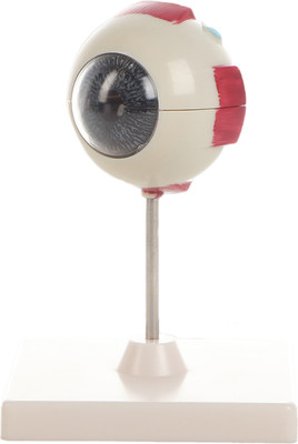 

Анатомическая модель, Глаз человека разборный / 10105443