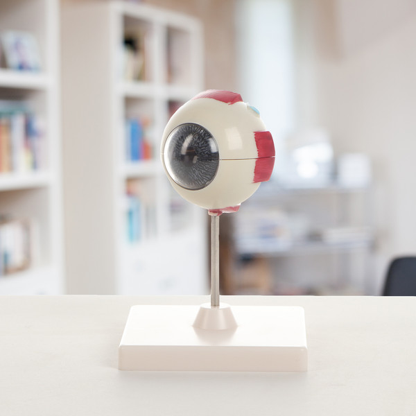 Изображение товара Анатомическая модель Sima-Land Глаз человека разборный / 10105443