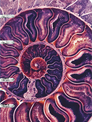 Тетрадь Listoff Наутилус / ТК1005213 -