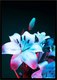 Постер Citydecor Цветы 10 (21x30) - 