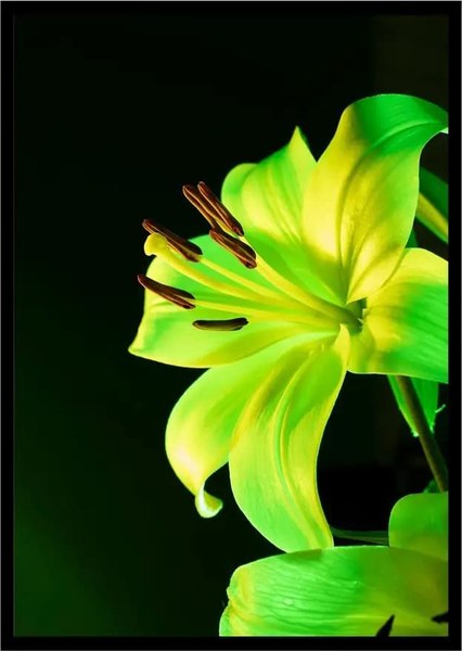 Постер Citydecor Цветы 13 (21x30)