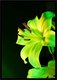 Постер Citydecor Цветы 13 (21x30) - 