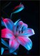 Постер Citydecor Цветы 3 (21x30) - 
