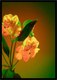Постер Citydecor Цветы 4 (21x30) - 