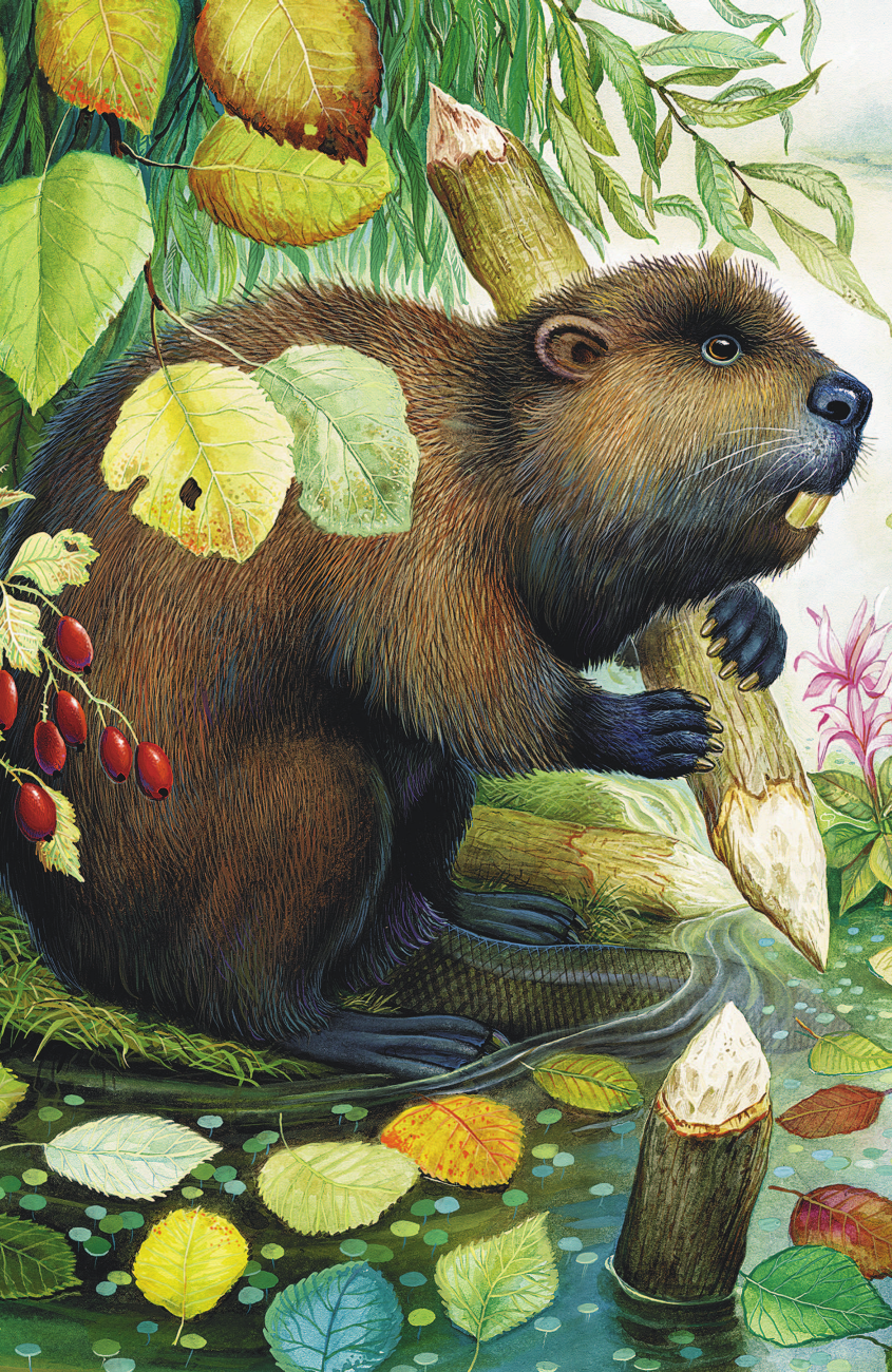Художественная книга АСТ Лесной Колобок — Колючий Бок, твердая обложка (Бианки Виталий) — фото 4