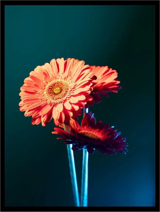 Постер Citydecor Цветы 1 (30x40)