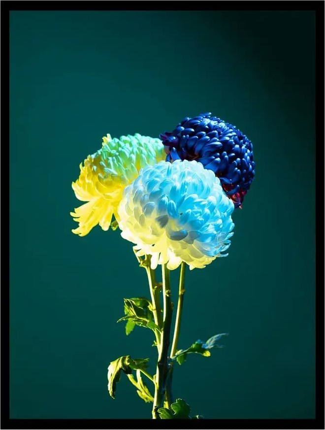 Постер Citydecor Цветы 11 (30x40)
