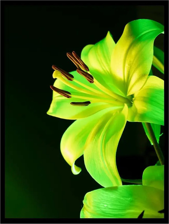 Постер Citydecor Цветы 13 (30x40)
