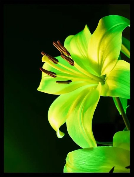Постер Citydecor Цветы 13 (30x40)