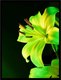 Постер Citydecor Цветы 13 (30x40) - 