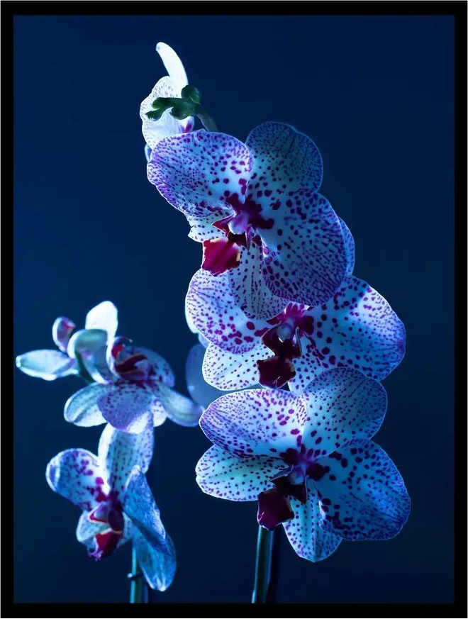 Постер Citydecor Цветы 5 (30x40)