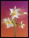 Постер Citydecor Цветы 7 (30x40) - 