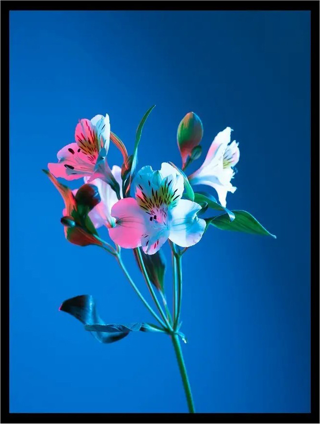 Постер Citydecor Цветы 8 (30x40)