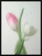 Постер Citydecor Цветы 9 (30x40) - 