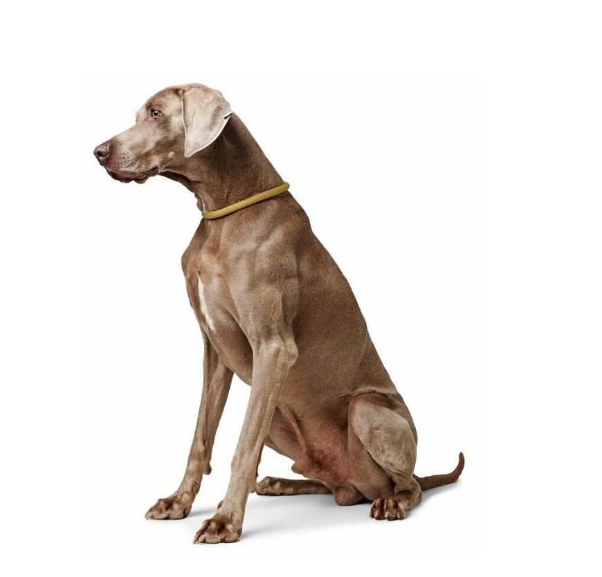 Ошейник-полуудавка HUNTER T-Collar Freestyle Eiby 50/M-L / 68680 (желтый) — фото 3