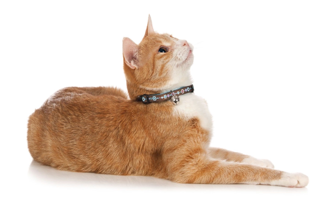Ошейник HUNTER Collar Cat Signs / 91677 — фото 3