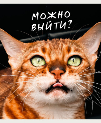 Тетрадь Listoff Котики / ТК968711 -