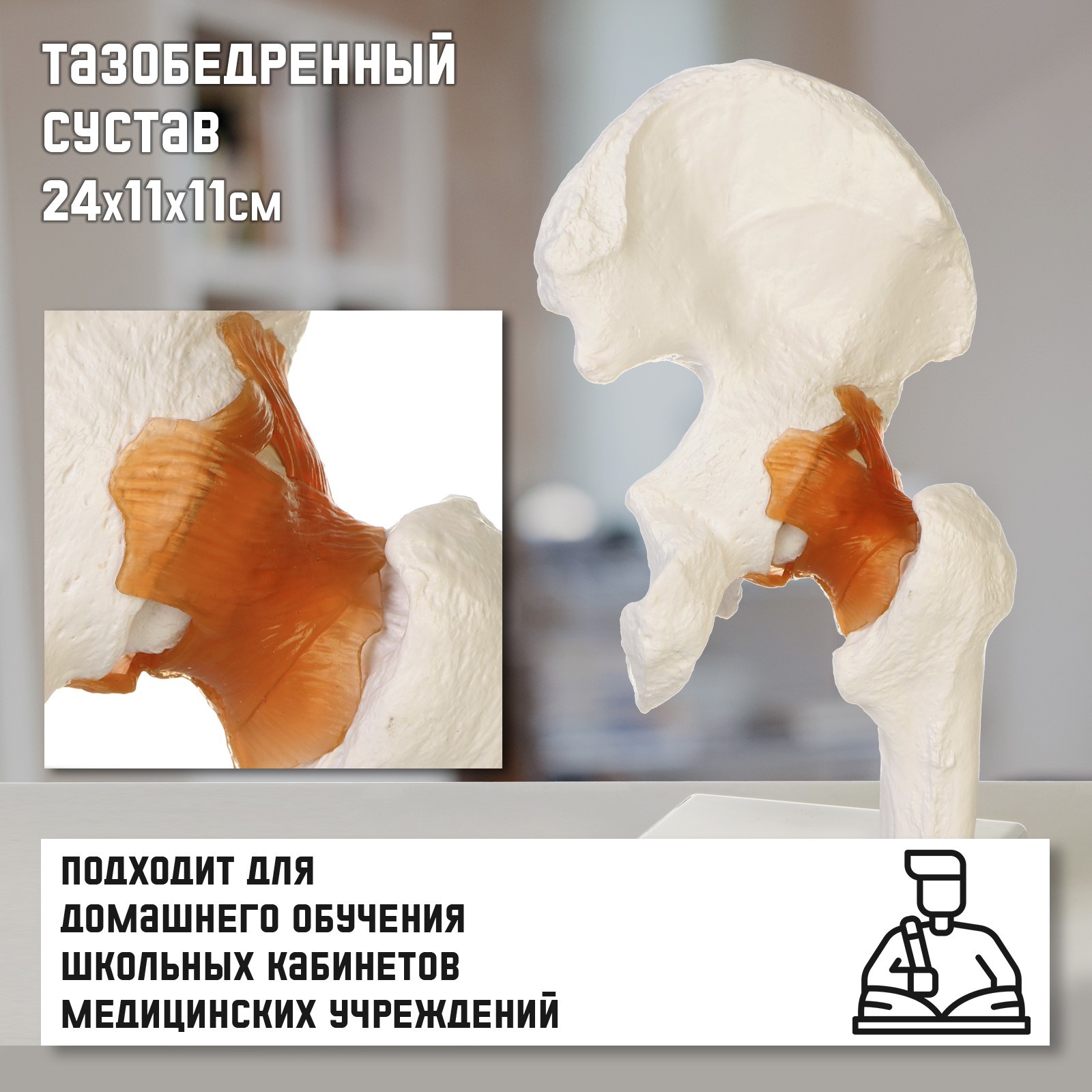 Анатомическая модель Sima-Land Тазобедренный сустав / 10105453