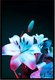 Постер Citydecor Цветы 10 (40x60) - 
