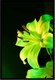 Постер Citydecor Цветы 13 (40x60) - 