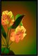 Постер Citydecor Цветы 4 (40x60) - 