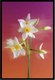 Постер Citydecor Цветы 7 (40x60) - 