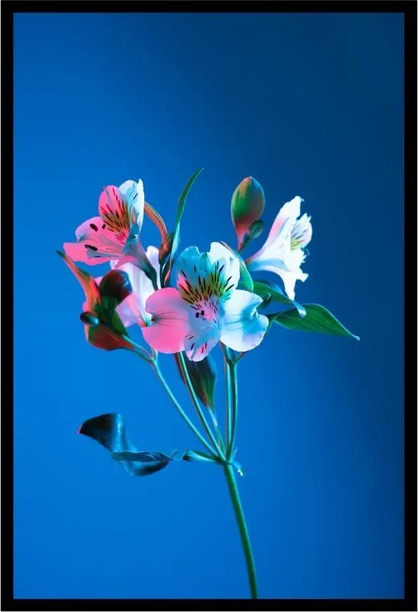 Постер Citydecor Цветы 8 (40x60)