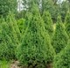 Саженец дерева Красный клен Ель канадская Conica (20-30см) - 
