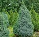 Саженец кустарника Красный клен Ель канадская Sanders Blue (20-30см) - 