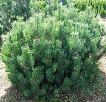 

Саженец кустарника, Сосна горная Mughus