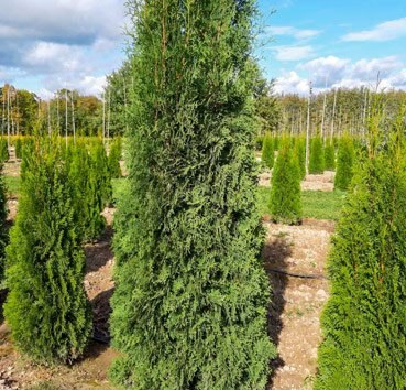 Саженец дерева Красный клен Туя западная Columna (40-60см) - 