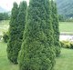 Саженец кустарника Красный клен Туя западная Holmstrup (80-100см) - 