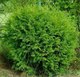 Саженец дерева Красный клен Туя западная Little Champion (40-50см) - 